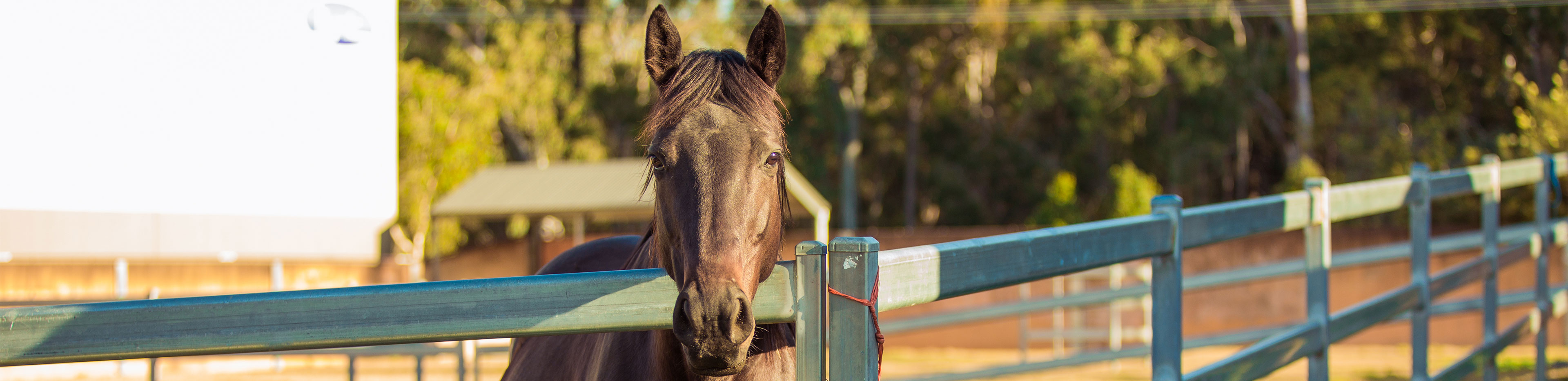 Love Parties Hate Whips RSPCA Horse Racing Campaign